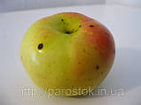 Яблуня Золотий ренет. (ММ106). Зимовий сорт., фото 4