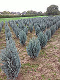 Кипарисовик Лавсона Ван Пеллс Блю (Chamaecyparis lawsoniana Van Pelt's Blue) 100+ cm., фото 4