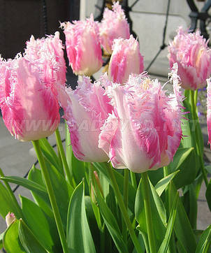 Тюльпан Huis ten Bosch (Хейс тен Бош) оторочений 3 цибулини, фото 2