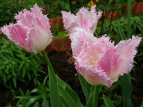 Тюльпан Huis ten Bosch (Хейс тен Бош) оторочений 3 цибулини, фото 3