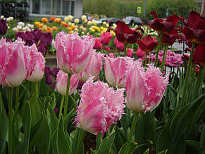 Тюльпан Huis ten Bosch (Хейс тен Бош) оторочений 3 цибулини, фото 4