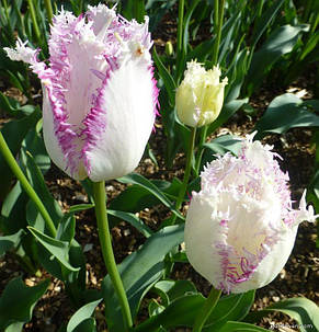 Тюльпан Aria Cards (Аріа Кардс) оторочений 3 цибулини, фото 2