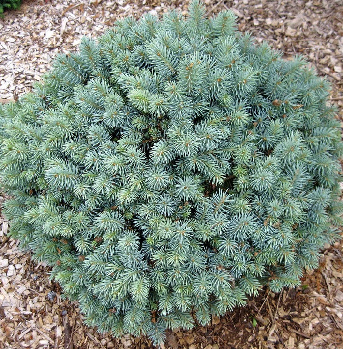 Саджанці Ялини колючої Нана (Picea pungens Nana) Р9