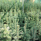 Саджанці Ялини колючої Глаука (Picea pungens Glauca) Р9, фото 3