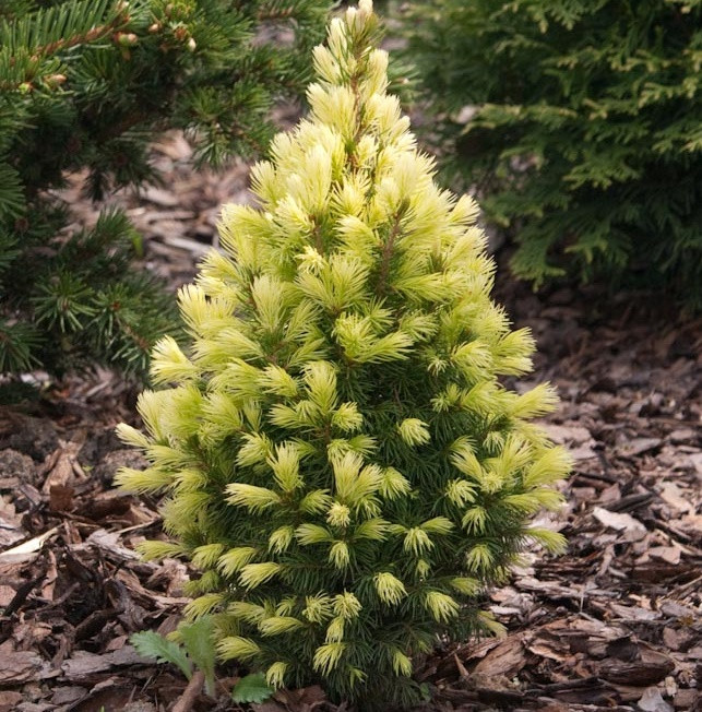 Саджанці Ялини канадської Дейзі Уайт, 3-х річна (Picea glauca Daisy's White) С2