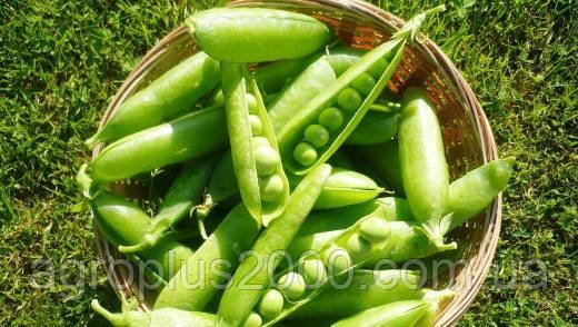 Насіння Горох цукрове Джессіка 5 кг Satimex, фото 1