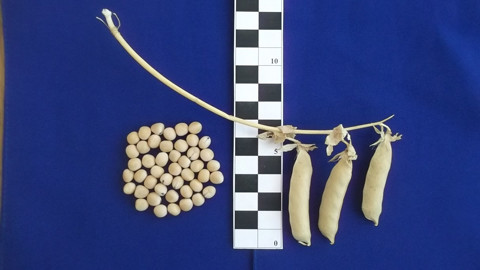 Горох Посевной 1 Кг Купить В Москве