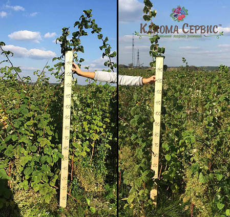 Саджанці малини сорт Лячка (Laszka), long-cane, фото 1