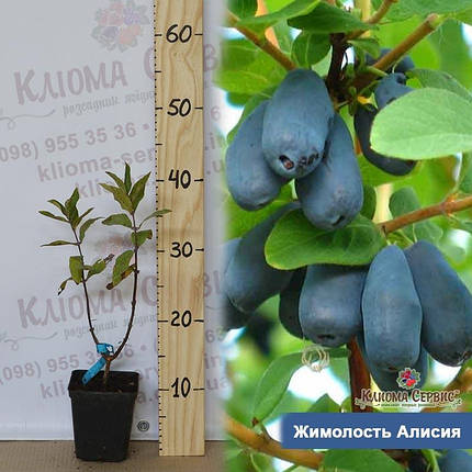 Саджанці жимолості "Алісія" 1-річні в контейнері P9, фото 1