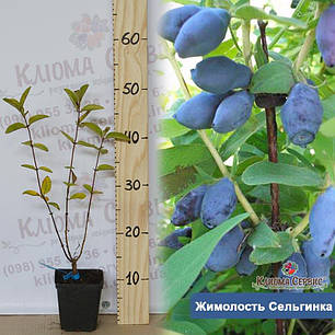 Саджанці жимолості сорт Сильгинка 2 річні, конт. 1,5 л, фото 3