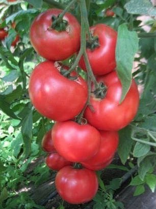 Насіння томату Фенда F1 (Clause), 250 насінин — ранній (60-65 днів), РОЖЕВИЙ, круглий, індетермінантний., фото 2