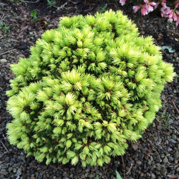 Саджанці Ялини канадської Ялако Голд (Picea glauca Jalako Gold) Р9