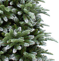 Ялина 185 см з інієм, Abies Nordmann, фото 2
