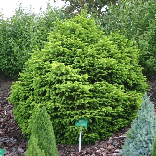 Саджанці Ялини звичайної Компакта (Picea abies Compacta) Р9