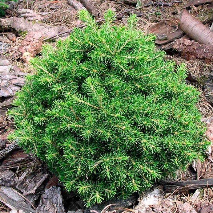 Саженцы Ели обыкновенной Максвелли (Picea abies Maxwellii) Р9 - фото 1 - id-p590298628