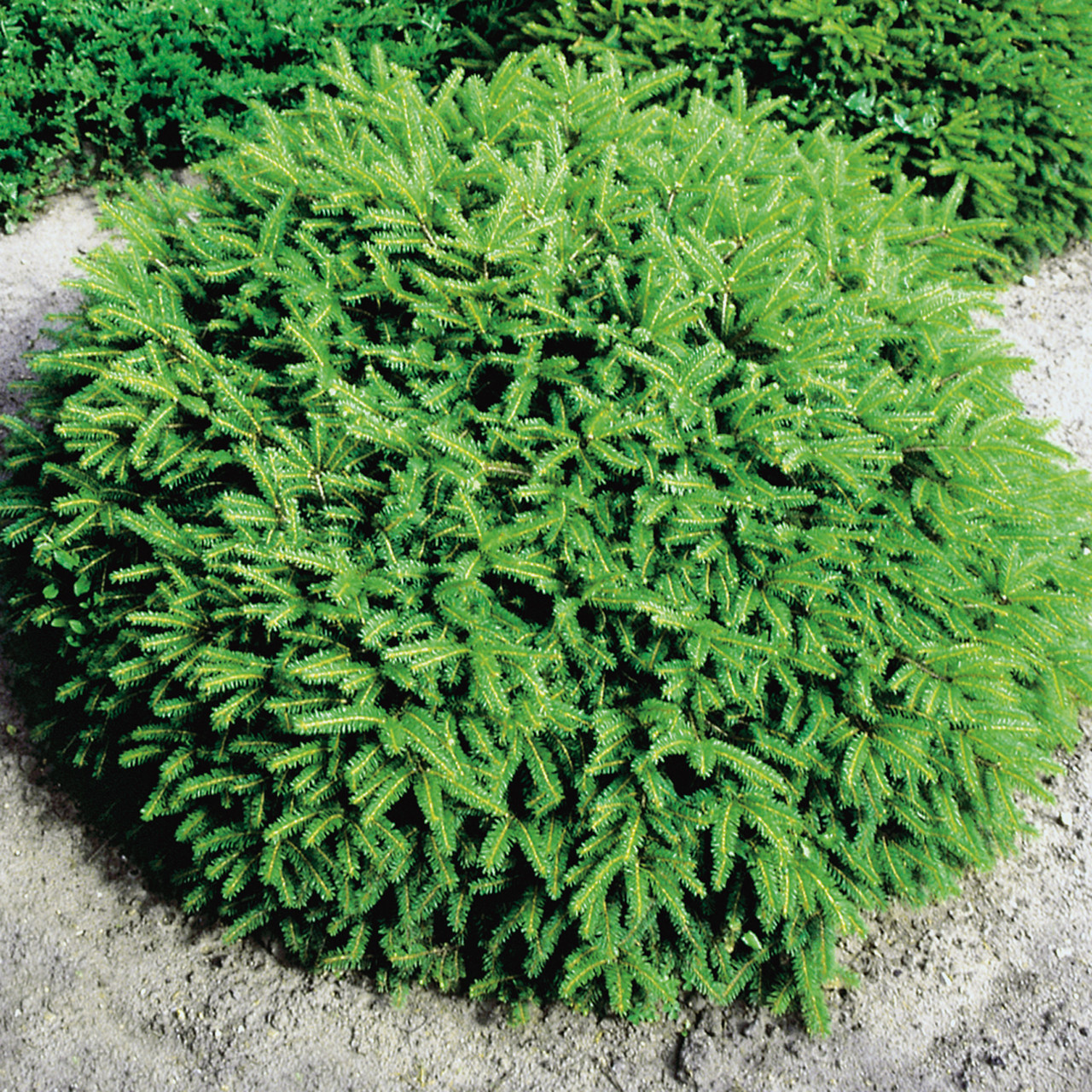 Саджанці Ялини звичайної Нидиформис, 4-х річна (Picea abies Nidiformis) С3