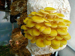 Міцеля Вешенки лимонно-жовтої/золотої (Pleurotus citrinopilatus), 120 г