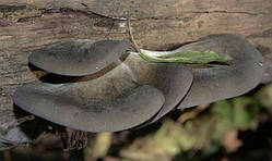Міцеля Вешенятки осінньої (Pleurotus salignus), 120 г