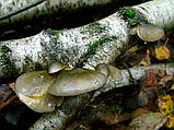 Міцеля Вешенятки осінньої (Pleurotus salignus), 120 г, фото 2