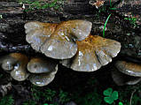 Міцеля Вешенятки осінньої (Pleurotus salignus), 120 г, фото 5