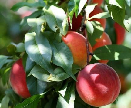 Саджанці персика сорт Харроу Б'юті, фото 2