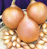 Озима цибуля сіянка Центуріон F1 8/21 0.5 кг / Broer, фото 2