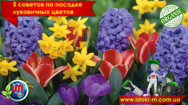 5 порад по посадці цибулинних квітів