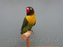 Неразлучник Масковый попугай зеленый (Agapornis personatus) - фото 8 - id-p4695084