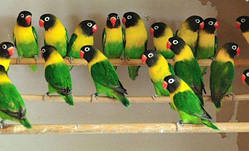 Неразлучник Масковий зелений папуга (Agapornis personatus)