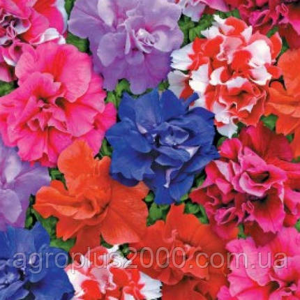 Семена Петуния махровая многоцветковая Дуэт F1 Смесь 50 семян Pan ...