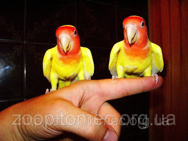 Неразлучник жовтий