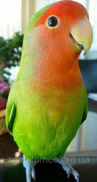 Неразлучник попугай Розовощекий зеленый (Agapomis roseicollis) - фото 6 - id-p4874877