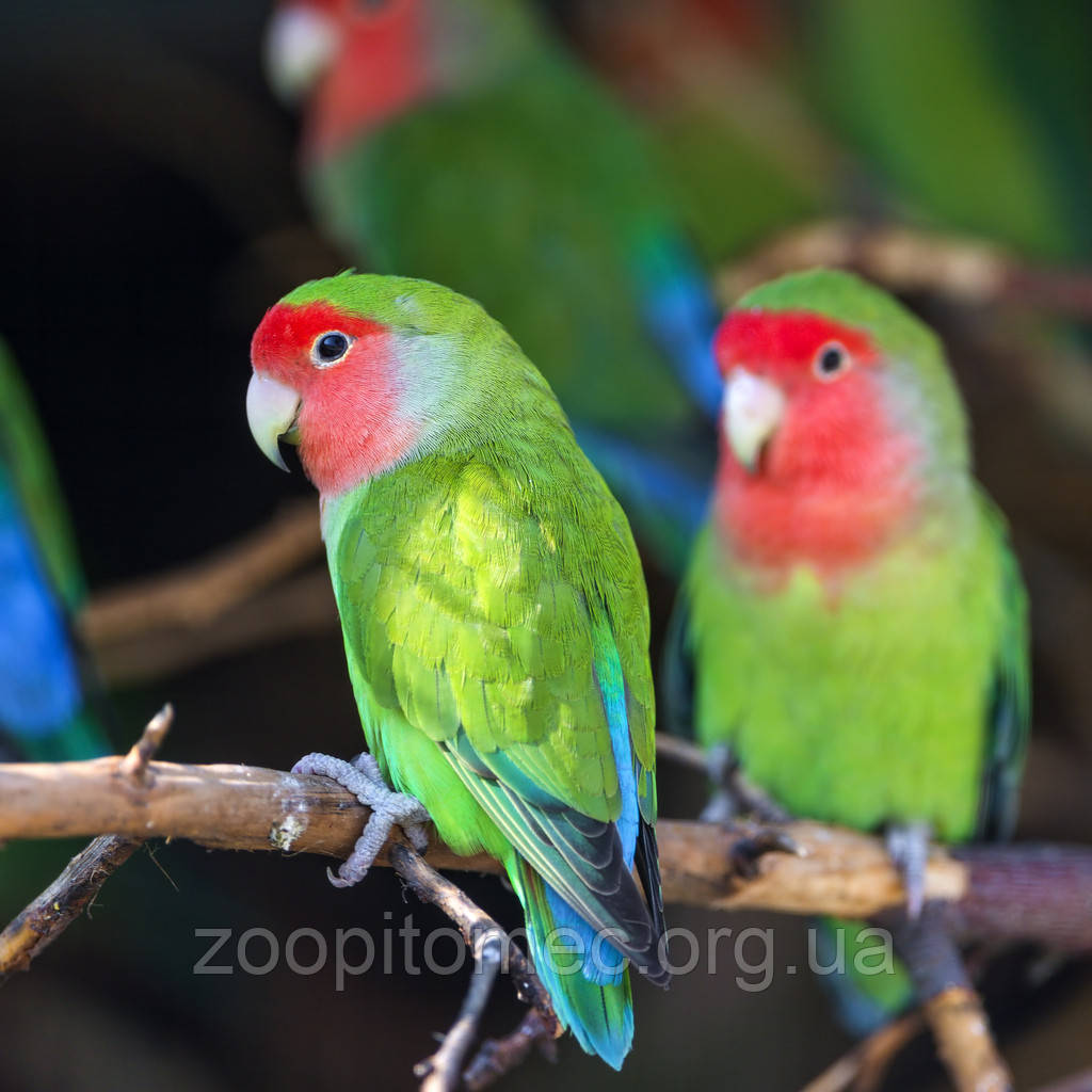 Неразлучник попугай Розовощекий зеленый (Agapomis roseicollis) - фото 7 - id-p4874877