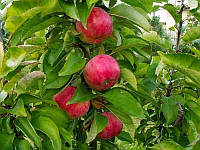 Саджанці яблуні АРБАТ колоноподібний (дворічний) осінній термін дозрівання