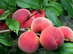 Саджанці персика сорт Манон, підщепа мигдаль