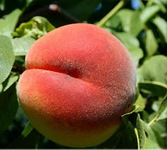 Саджанці персика сорт Кондор (раннього терміну дозрівання)