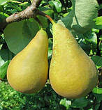 Груша Конференція. (Айва Елін). Осінній сорт, фото 2