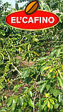 Кава зернова, 250 грамів, Робуста Уганда, фото 4