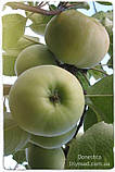 Саджанці яблуні ДОНЕШТА (дворічний) літнього терміну дозрівання, фото 2