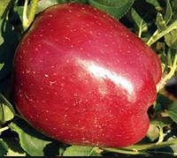 Саженцы яблони зимней сорт Старкримсон, подвой 54-118