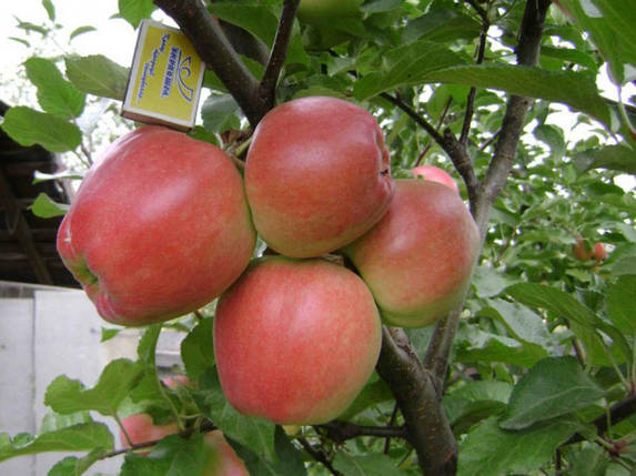 Саджанці яблуні сорт Граф Эззо, фото 2