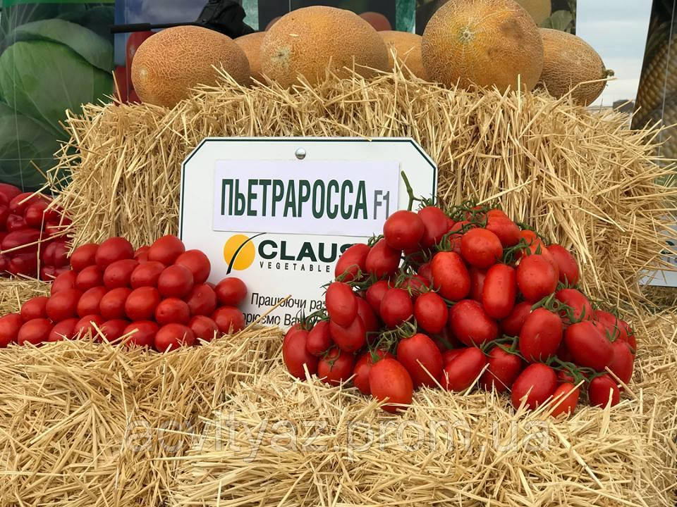 Насіння томату П'ЄТРА РОССА F1, 25000 насіння New!