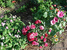 Троянда Спрей Арроу Фолі (Arrow Folies), дрібноквіткова, мультифлора, фото 5