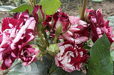 Троянда Спрей Арроу Фолі (Arrow Folies), дрібноквіткова, мультифлора, фото 3