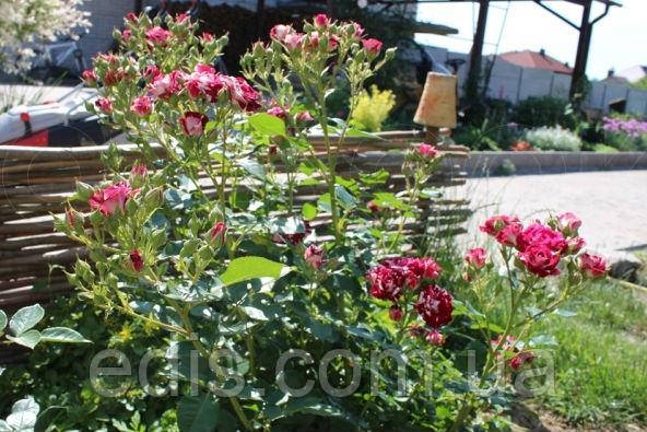 Троянда Спрей Арроу Фолі (Arrow Folies), дрібноквіткова, мультифлора