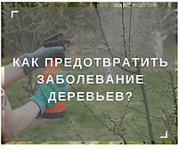 Обприскування дерев восени сечовиною від шкідників саду