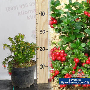 Саджанці брусниці "Руно Белявское", 1 річні, конт. 3 л, фото 3