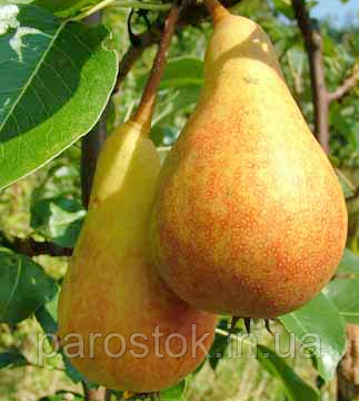 Груша Юнска Лепотіка. (ВА-29). (вс). Літній сорт, фото 1