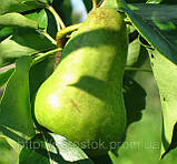 Груша Малівчанка. (айва Елін). (вв), фото 4