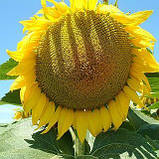 Насіння соняшнику Сади України Кастилія Екстра, фото 3